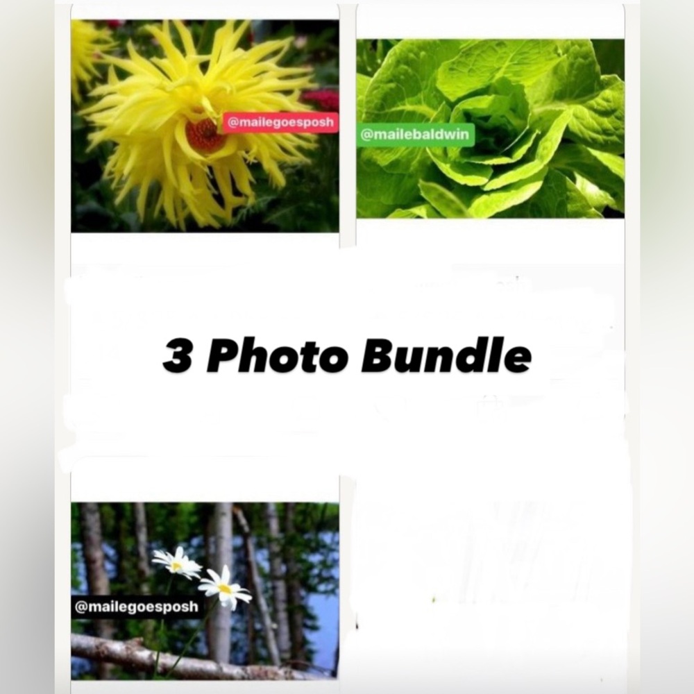 3 Art Photograph Prints Bundle: wispy dahlia flower, daisies, lettuce 8X10 inch
